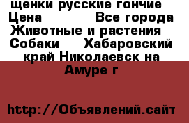 щенки русские гончие › Цена ­ 4 000 - Все города Животные и растения » Собаки   . Хабаровский край,Николаевск-на-Амуре г.